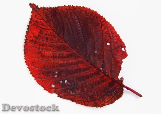 Devostock Autumn Leaf