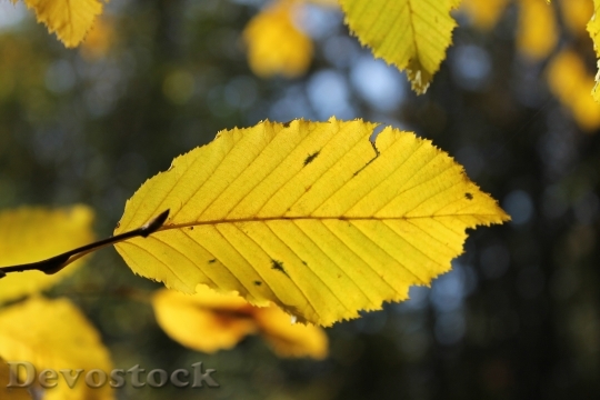 Devostock Autumn Leaf Dried Leaves