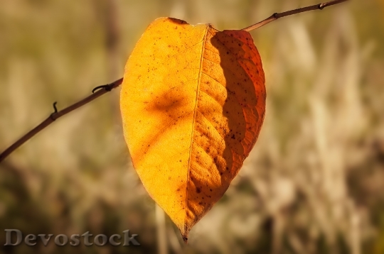 Devostock Autumn Leaf Nature Yellow