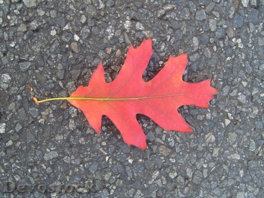 Devostock Autumn Leaf On Road
