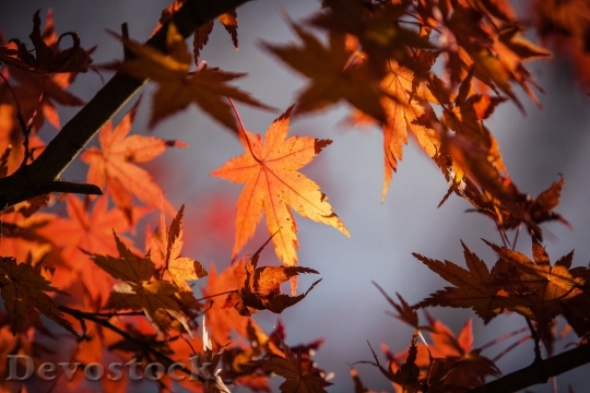 Devostock Autumn Leave Japan Nature 0