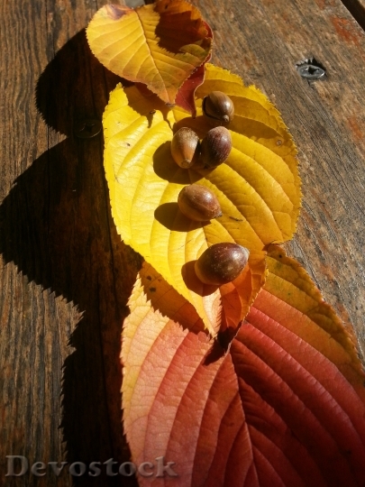 Devostock Autumn Leaves Acorn Autumn