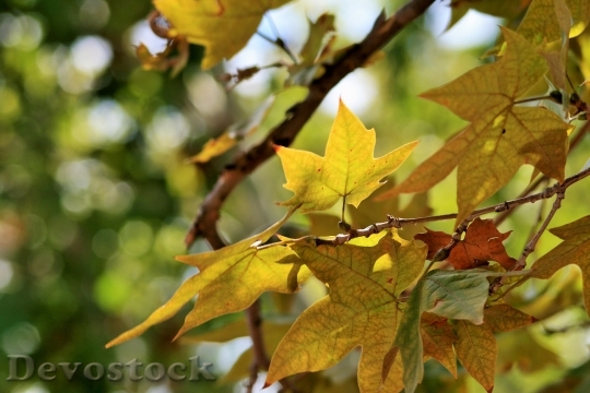 Devostock Autumn Leaves Branch Leaves