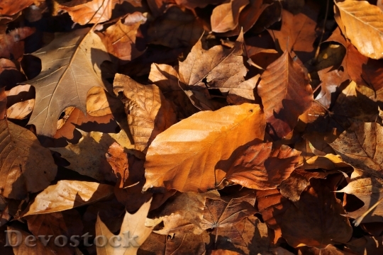 Devostock Autumn Leaves Brown Golden