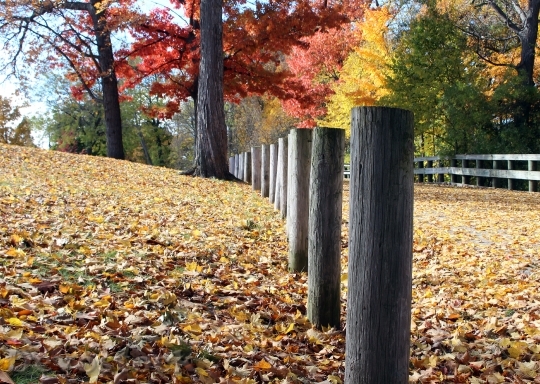 Devostock Autumn Leaves Color Fall