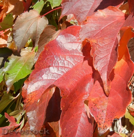 Devostock Autumn Leaves Colorful Canada