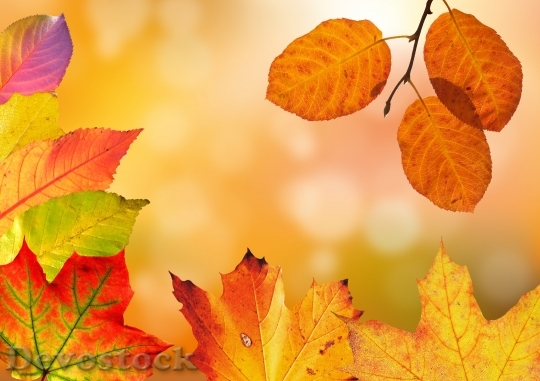 Devostock Autumn Leaves Colorful Fall 3