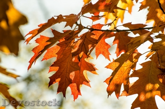 Devostock Autumn Leaves Colorful Green