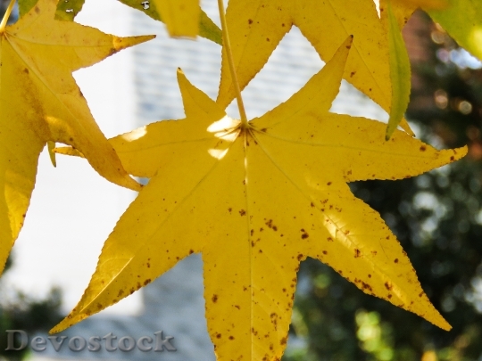 Devostock Autumn Leaves Colorful Nature