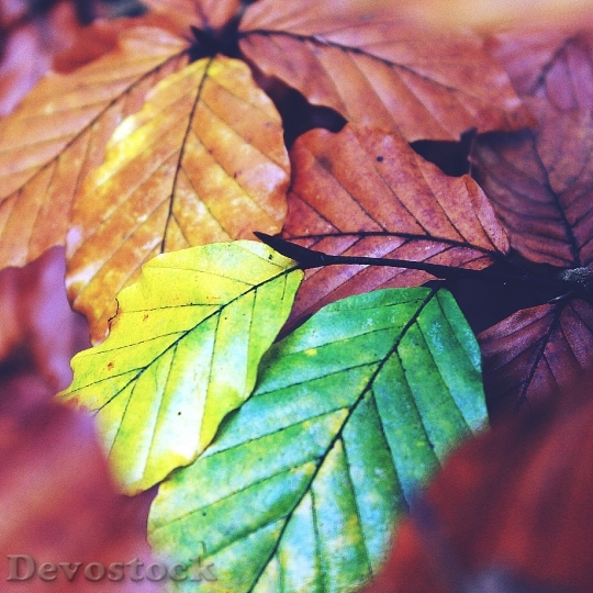 Devostock Autumn Leaves Coloring Green