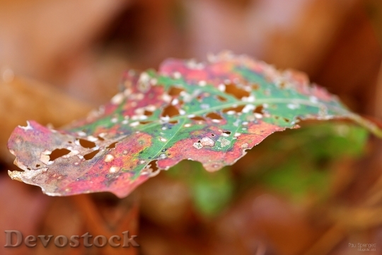 Devostock Autumn Leaves Colors Forest