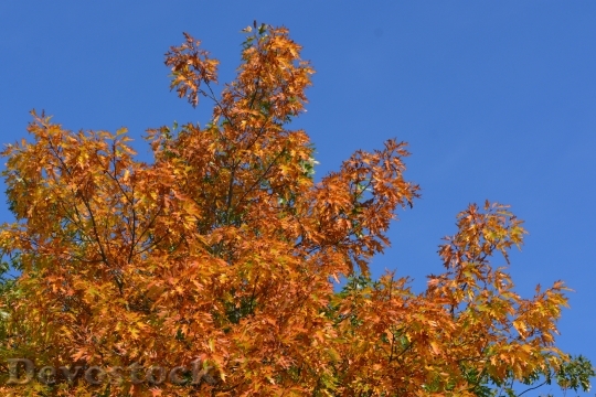 Devostock Autumn Leaves Colors Season 0
