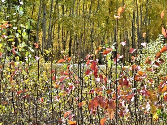 Devostock Autumn Leaves Colours Ontario