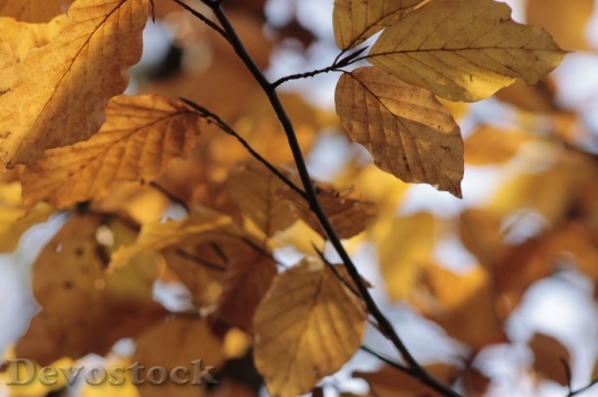 Devostock Autumn Leaves Fall Color 2