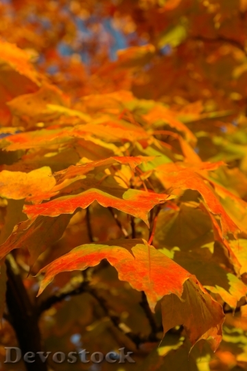 Devostock Autumn Leaves Fall Color 7