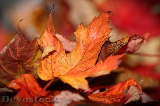 Devostock Autumn Leaves Fall Leaf 1