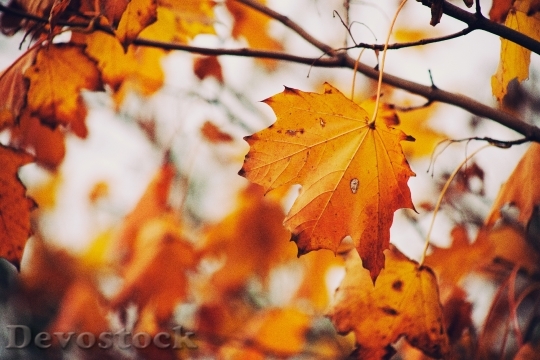 Devostock Autumn Leaves Fall Tree 1