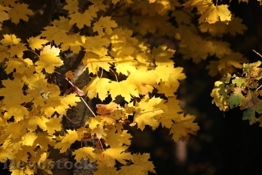Devostock Autumn Leaves Forest 1016793