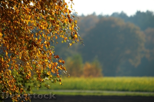 Devostock Autumn Leaves Forest Fall 2