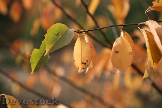 Devostock Autumn Leaves Golden Autumn 21