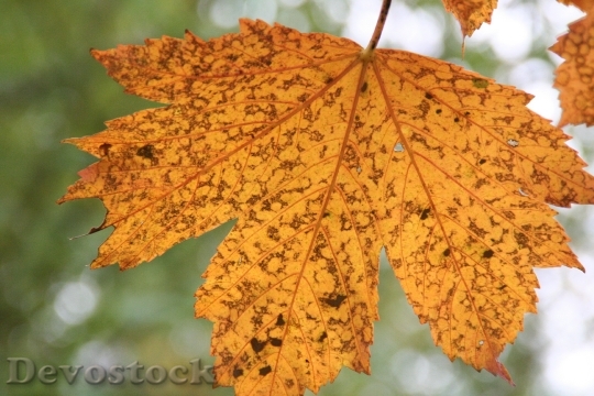 Devostock Autumn Leaves Golden Autumn 22