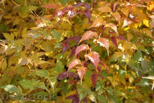 Devostock Autumn Leaves Golden Autumn 26