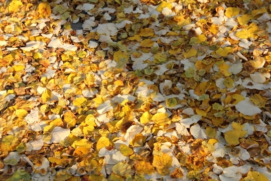 Devostock Autumn Leaves Ground 10272