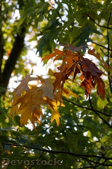 Devostock Autumn Leaves Leaf Fall 2
