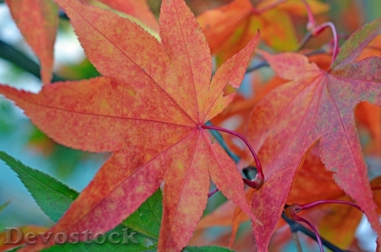 Devostock Autumn Leaves Leaf Tree