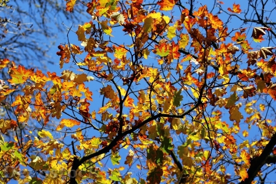 Devostock Autumn Leaves Maple Golden