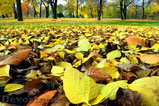 Devostock Autumn Leaves Nature Season 1