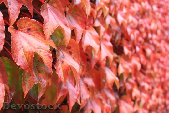 Devostock Autumn Leaves Red Autumn 0
