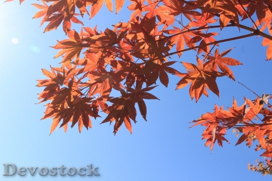 Devostock Autumn Leaves Red Autumn