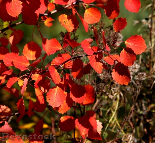 Devostock Autumn Leaves Red Fall