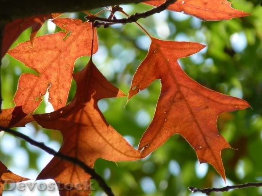Devostock Autumn Leaves Red Oak