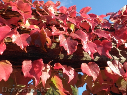 Devostock Autumn Leaves Red Sky
