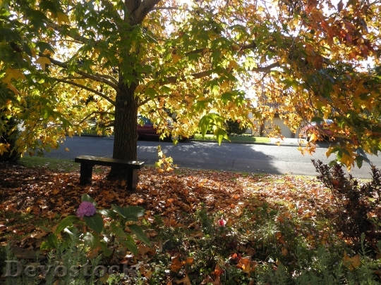 Devostock Autumn Leaves Resting Peaceful