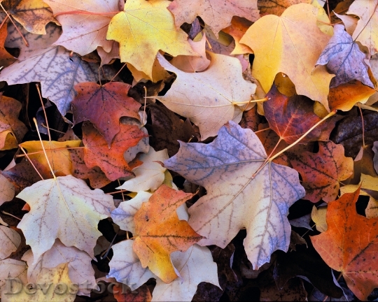 Devostock Autumn Leaves Shades Nature
