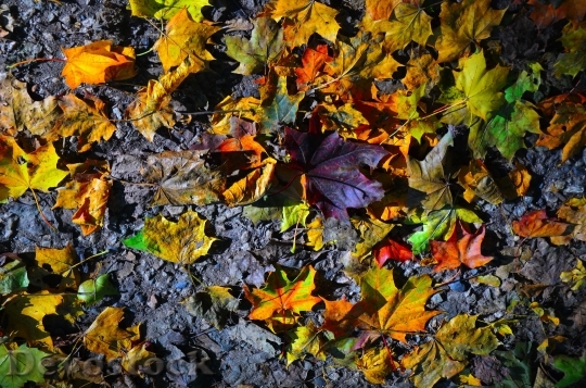 Devostock Autumn Leaves Sheet Autumn