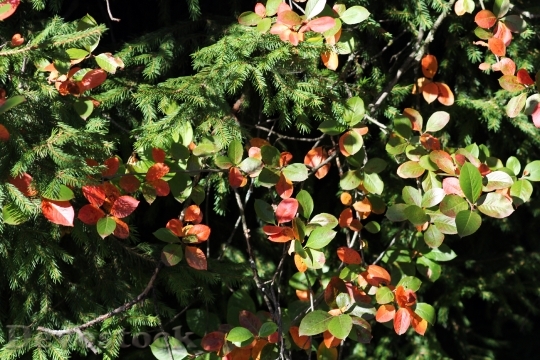 Devostock Autumn Leaves Spruce Nature