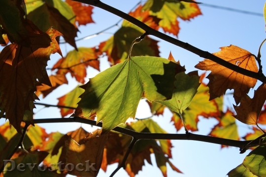 Devostock Autumn Leaves Sun Leaf 0