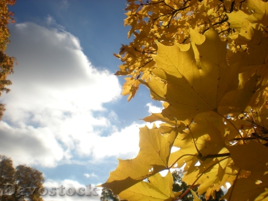 Devostock Autumn Leaves Tree Cloud