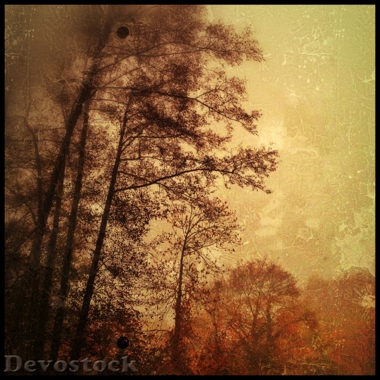 Devostock Autumn Leaves Trees October