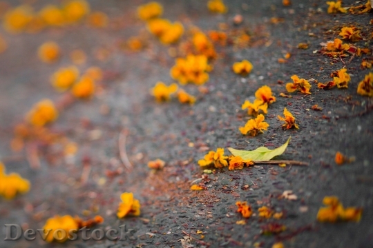 Devostock Autumn Leaves Yellow Orange 0