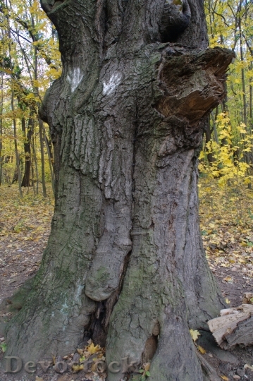 Devostock Autumn Log Root Leaves