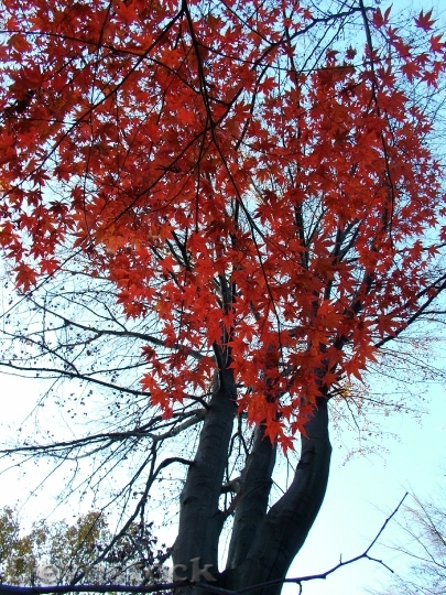 Devostock Autumn Maple Leaves Coloring