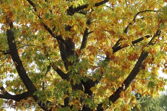 Devostock Autumn Mood Tree Autumn 0