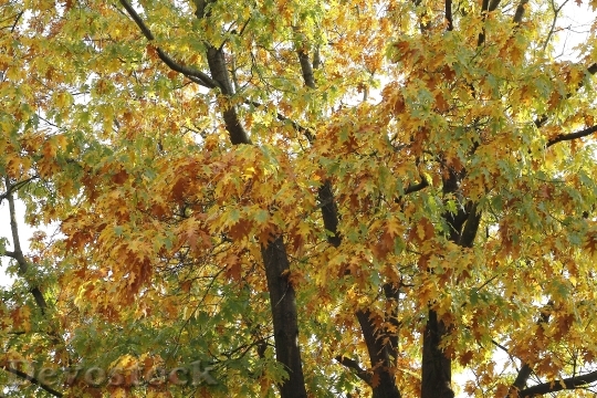 Devostock Autumn Mood Tree Autumn 1