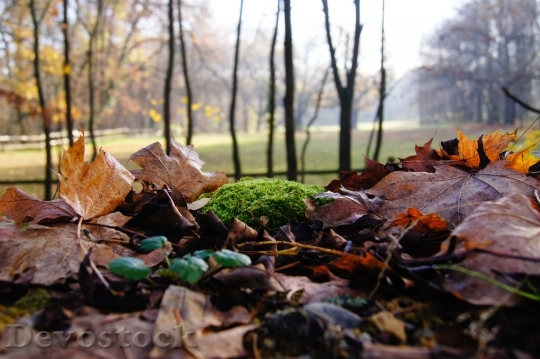 Devostock Autumn Moss Leaves Coupling 0