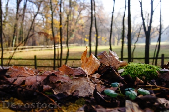 Devostock Autumn Moss Leaves Coupling